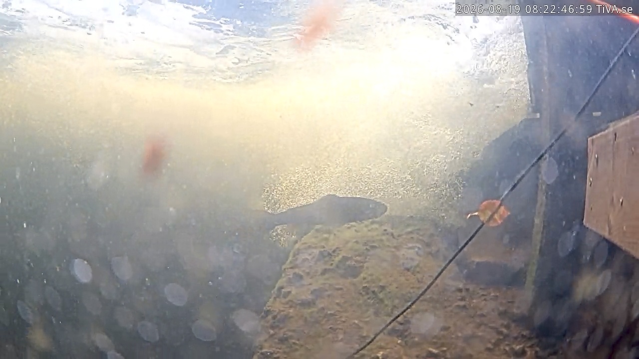 Video 2026-08-19 08:22