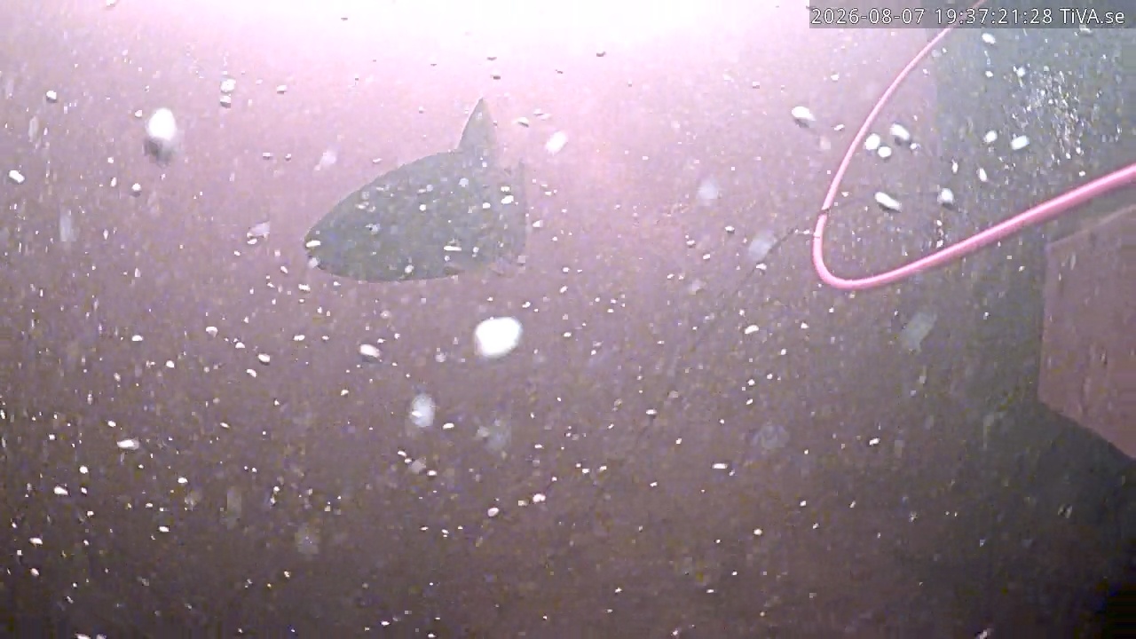 Video 2026-08-07 19:37