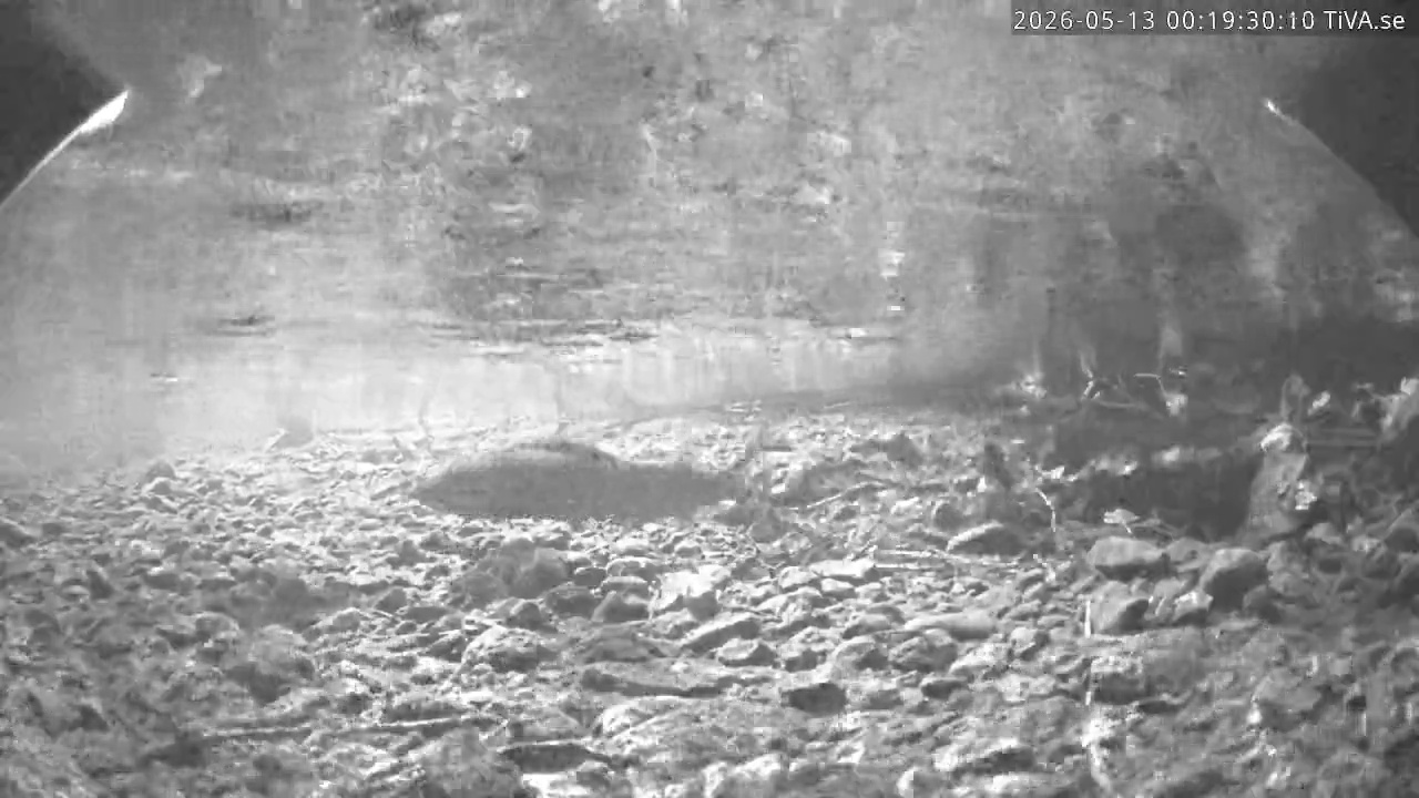 Video 2026-05-13 00:19