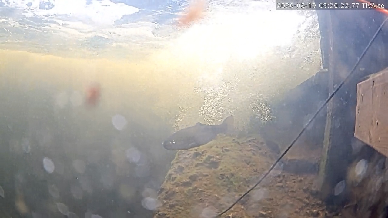 Video 2026-08-19 09:20