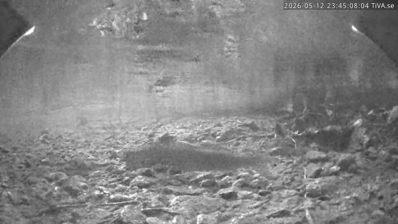 Video 2026-05-12 23:45