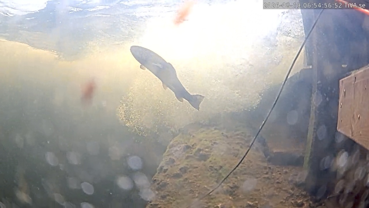 Video 2026-08-19 06:55