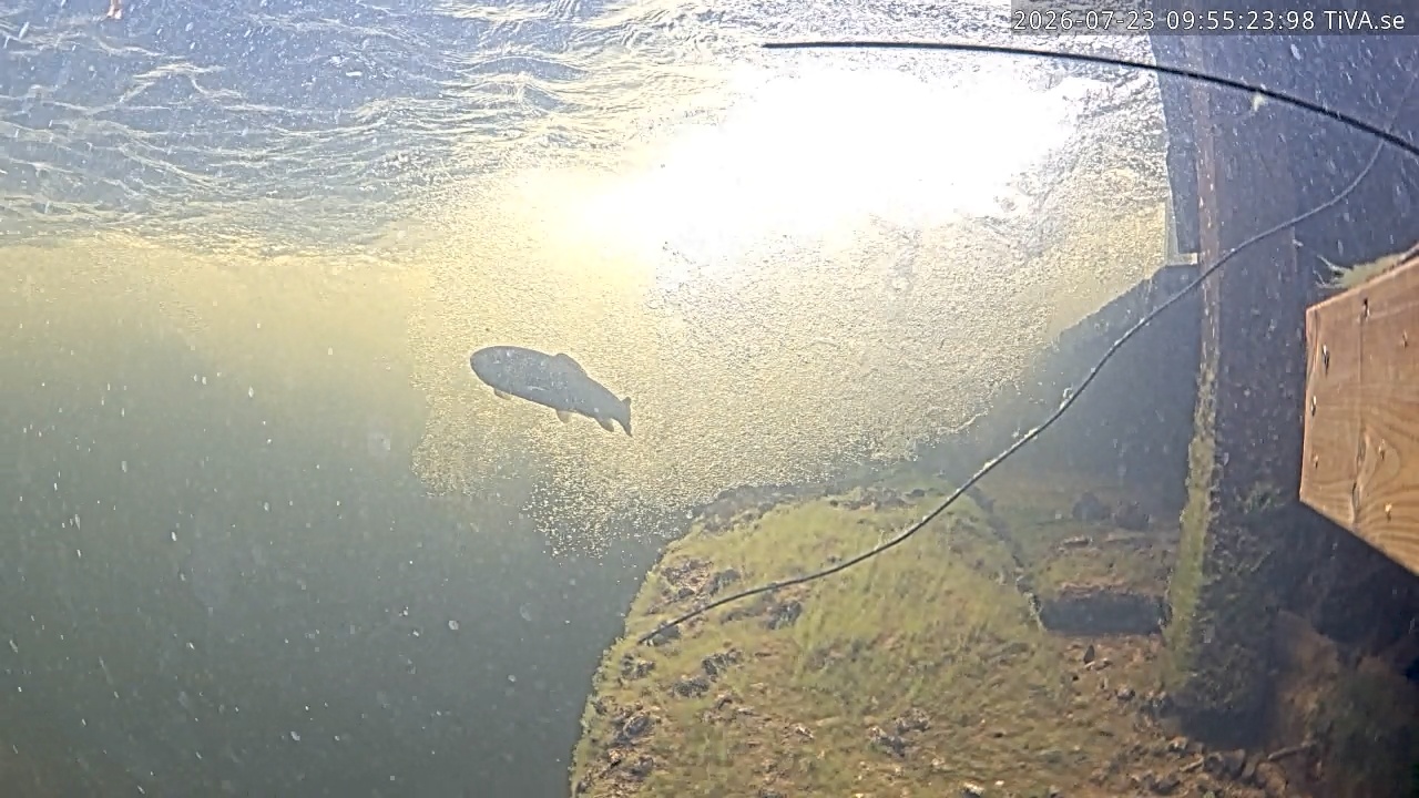 Video 2026-07-23 09:55
