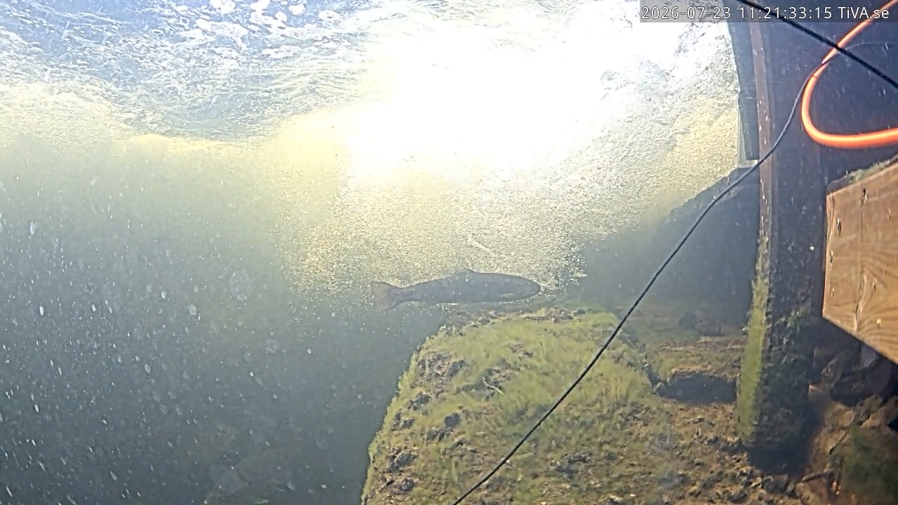 Video 2026-07-23 11:21