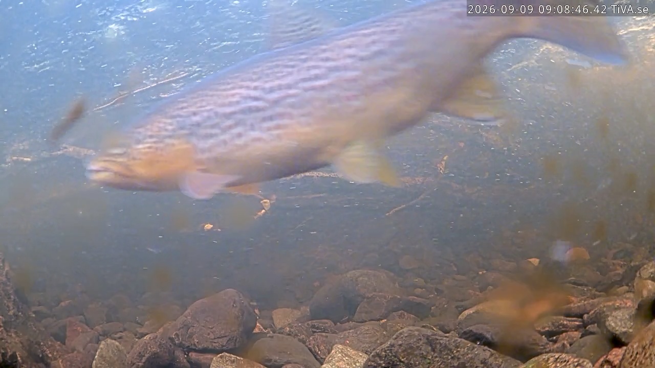 Video 2026-09-09 09:08