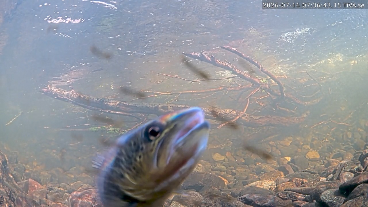 Video 2026-07-16 07:36