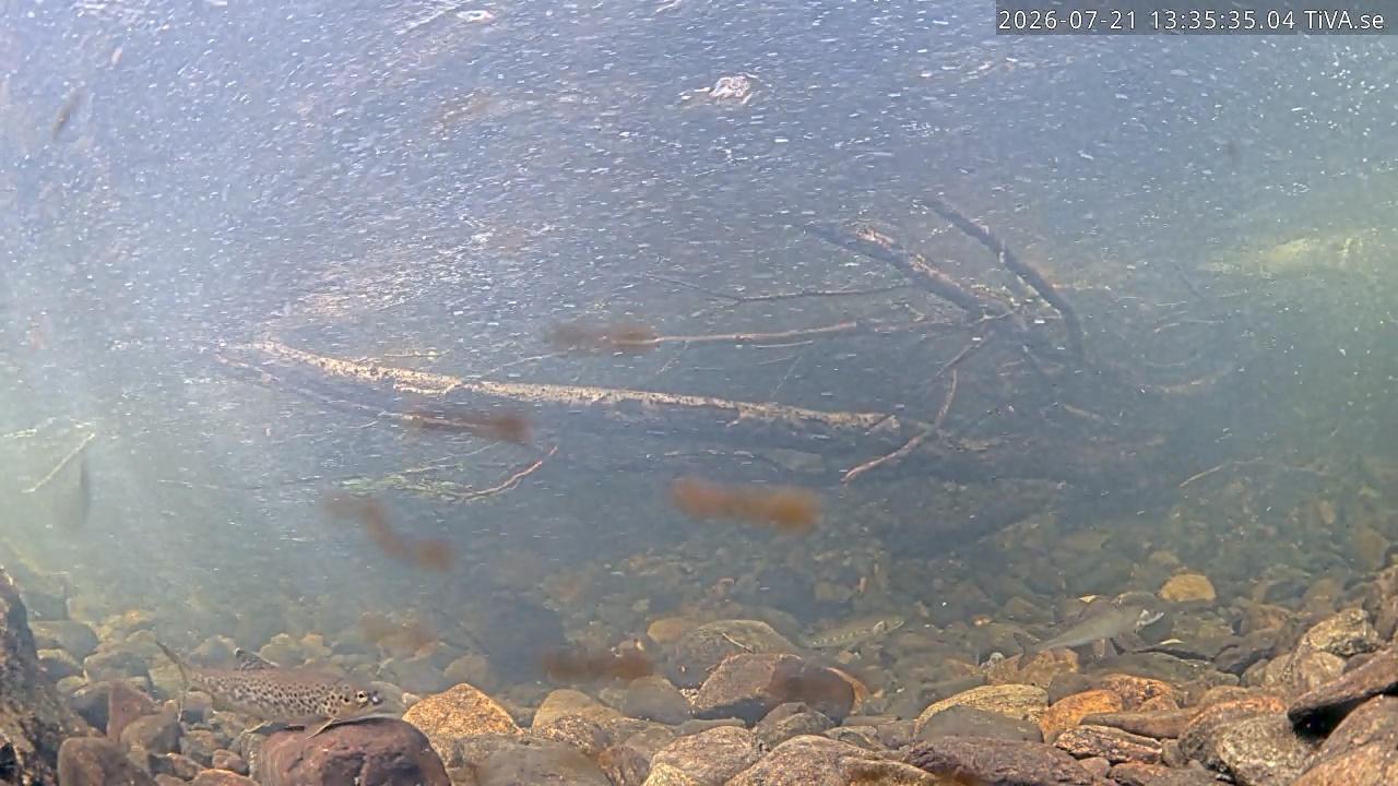 Video 2026-07-21 13:35