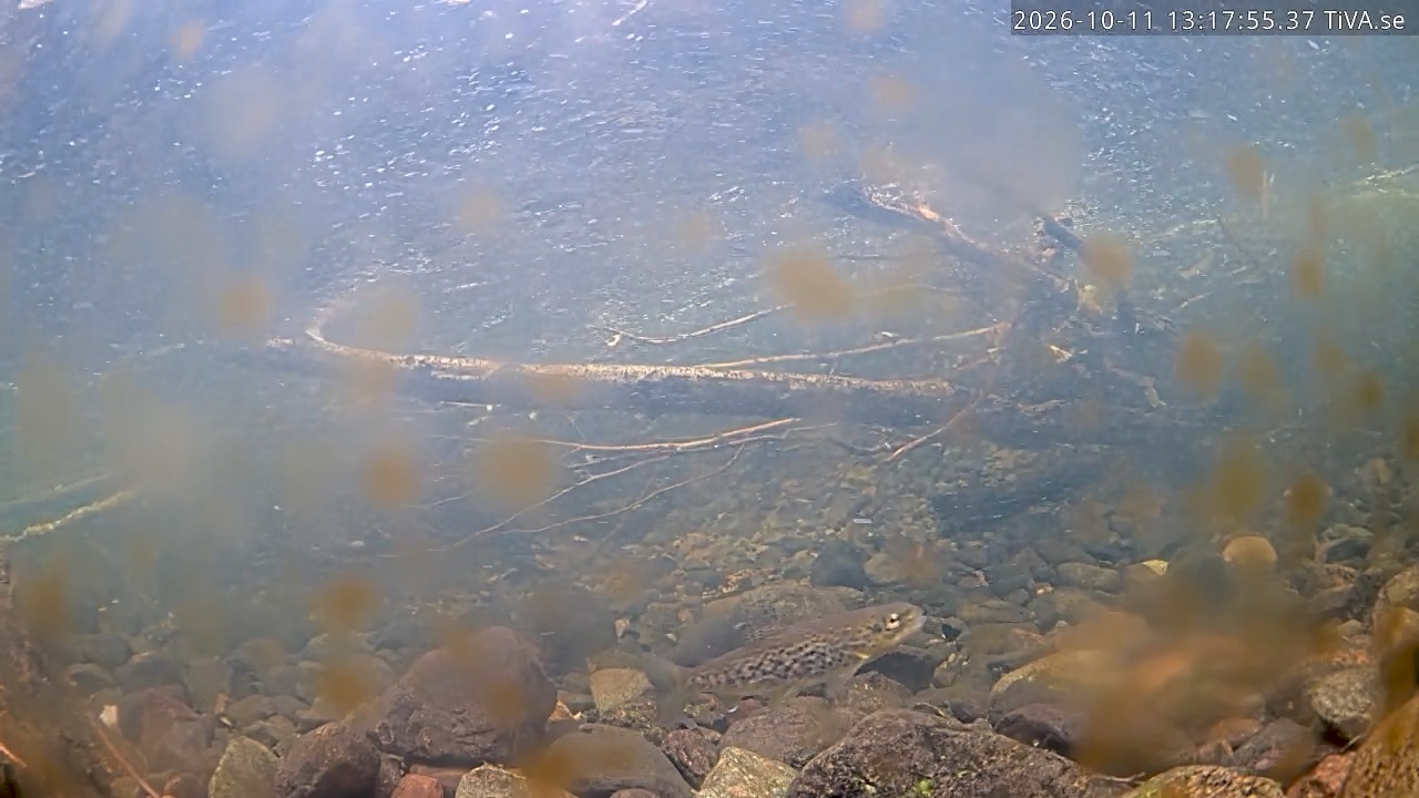 Video 2026-10-11 13:18