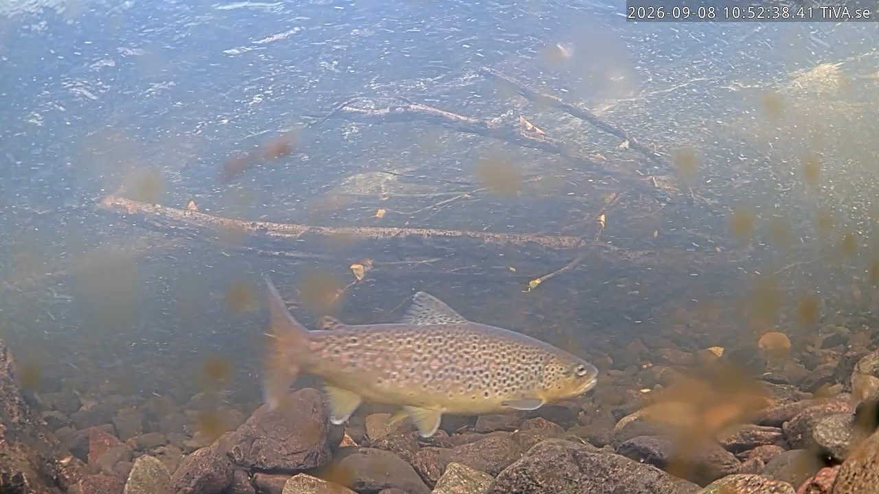 Video 2026-09-08 10:52