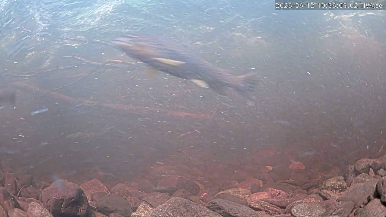 Video 2026-06-12 10:56