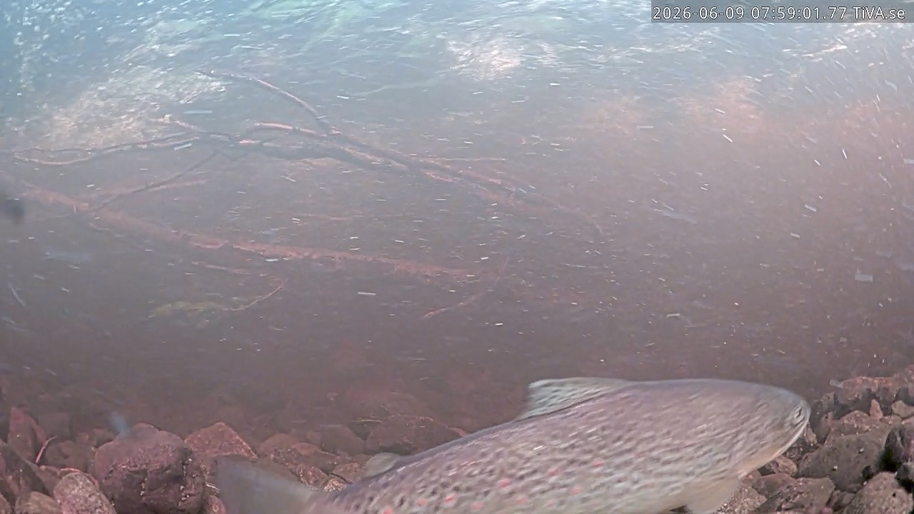 Video 2026-06-09 07:59