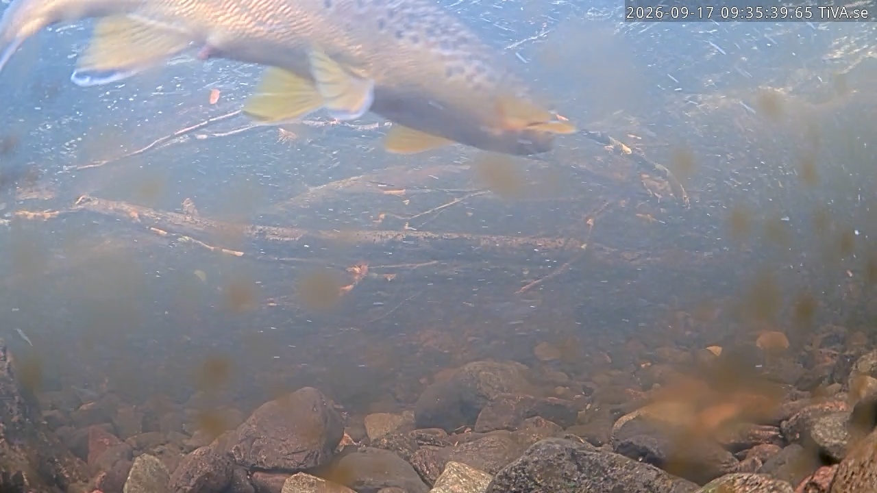 Video 2026-09-17 09:35