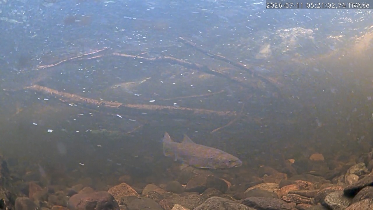 Video 2026-07-11 05:21