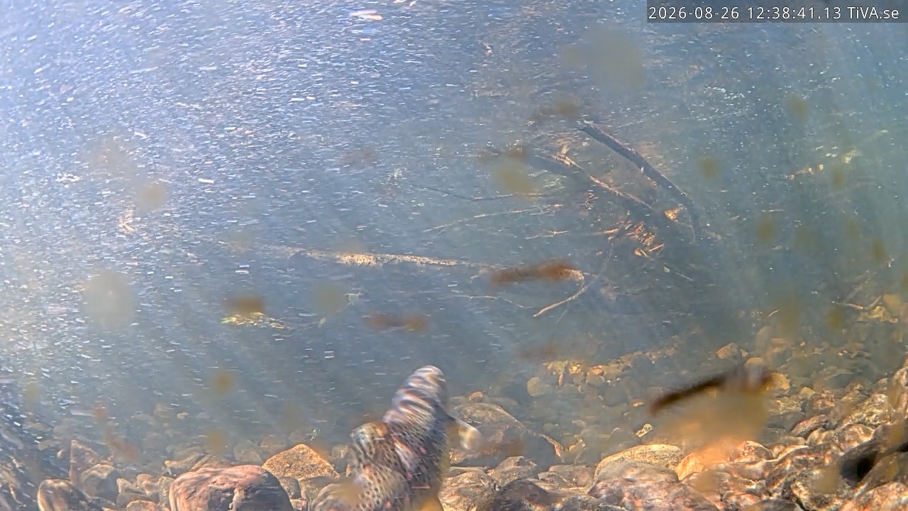 Video 2026-08-26 12:38