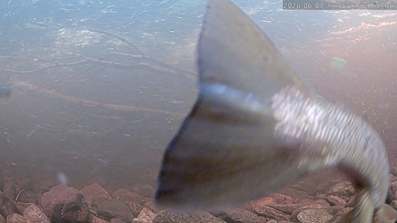 Video 2026-06-09 13:45