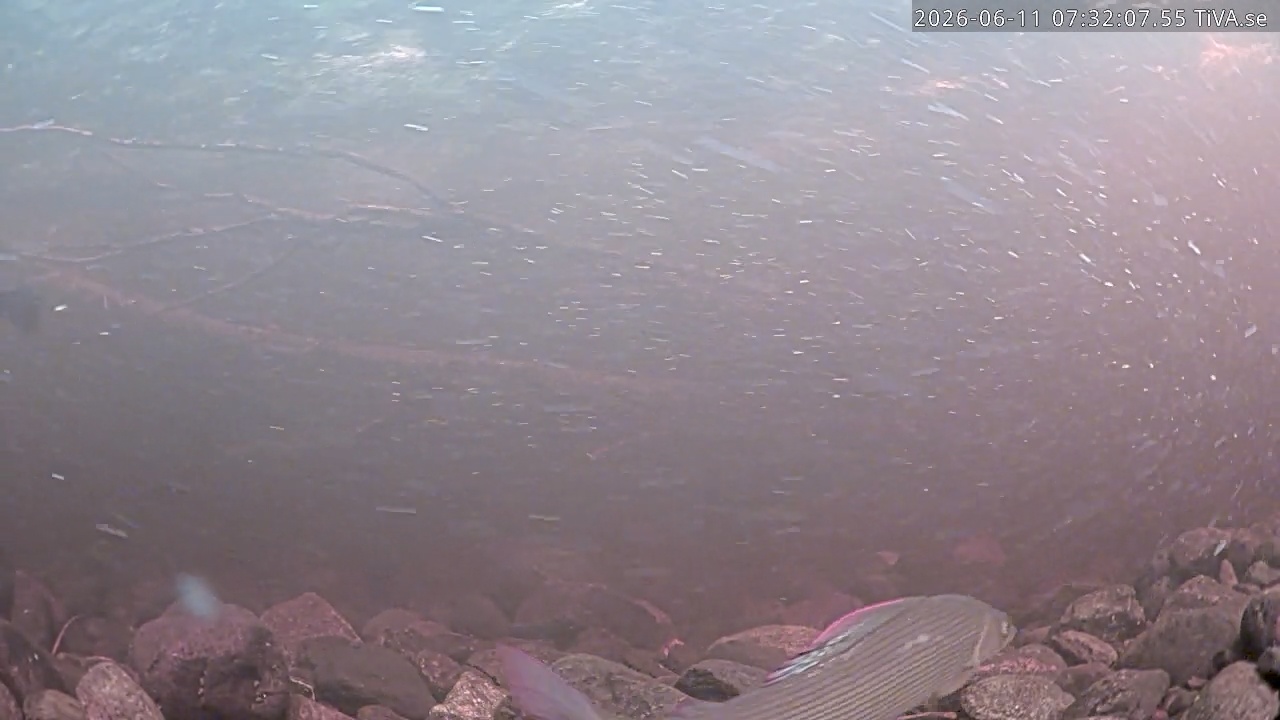 Video 2026-06-11 07:32