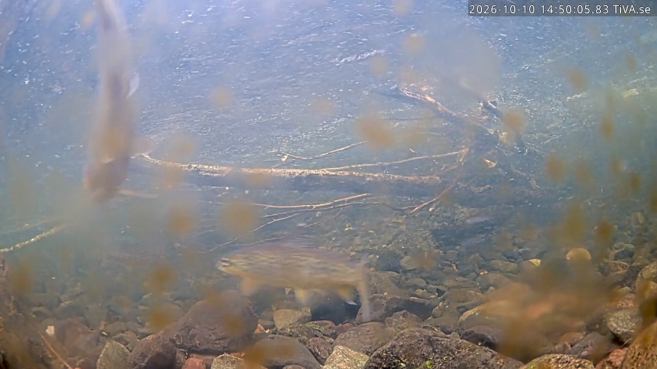 Video 2026-10-10 14:50