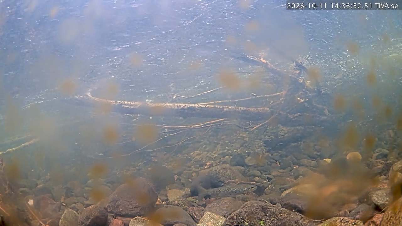 Video 2026-10-11 14:37