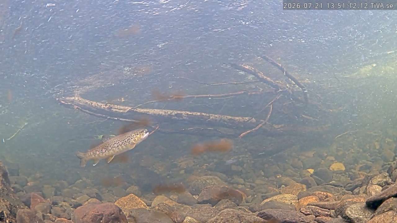 Video 2026-07-21 13:51