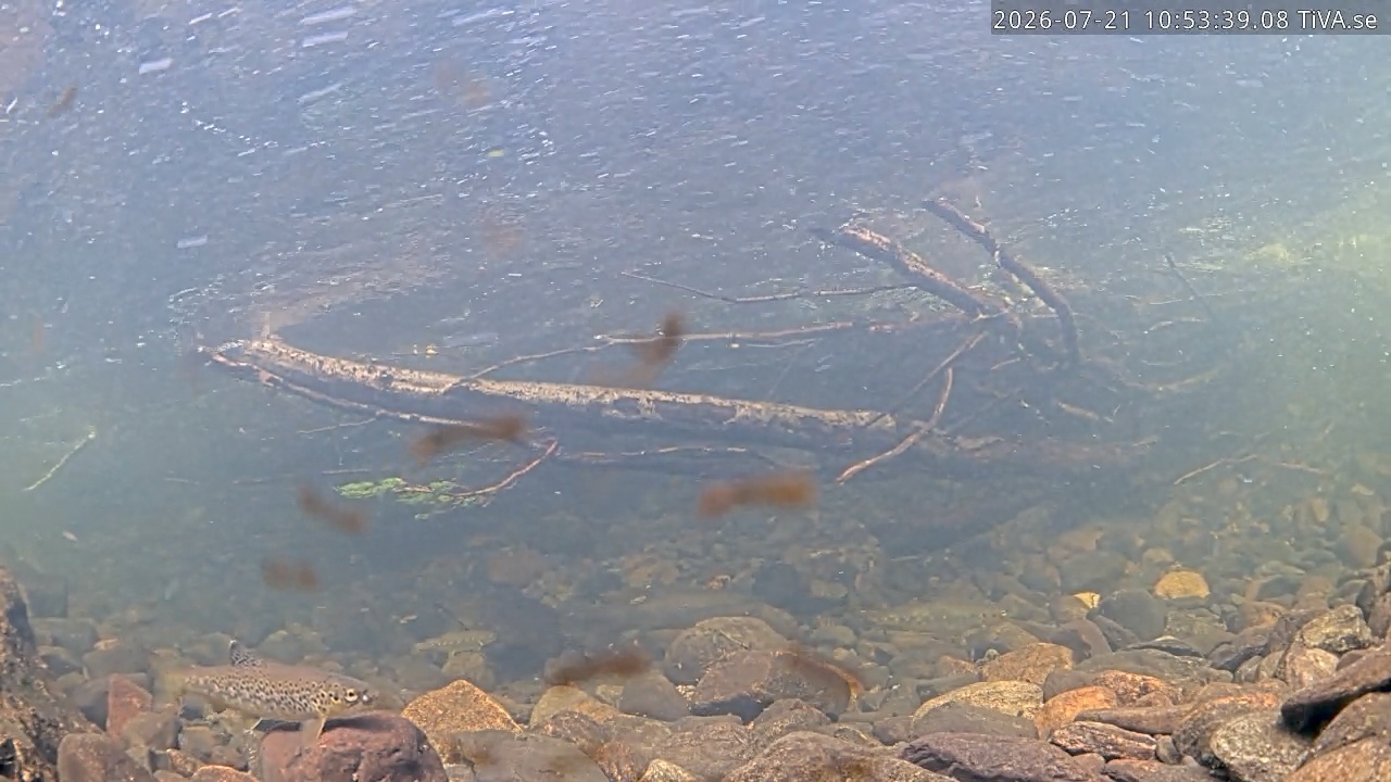 Video 2026-07-21 10:53