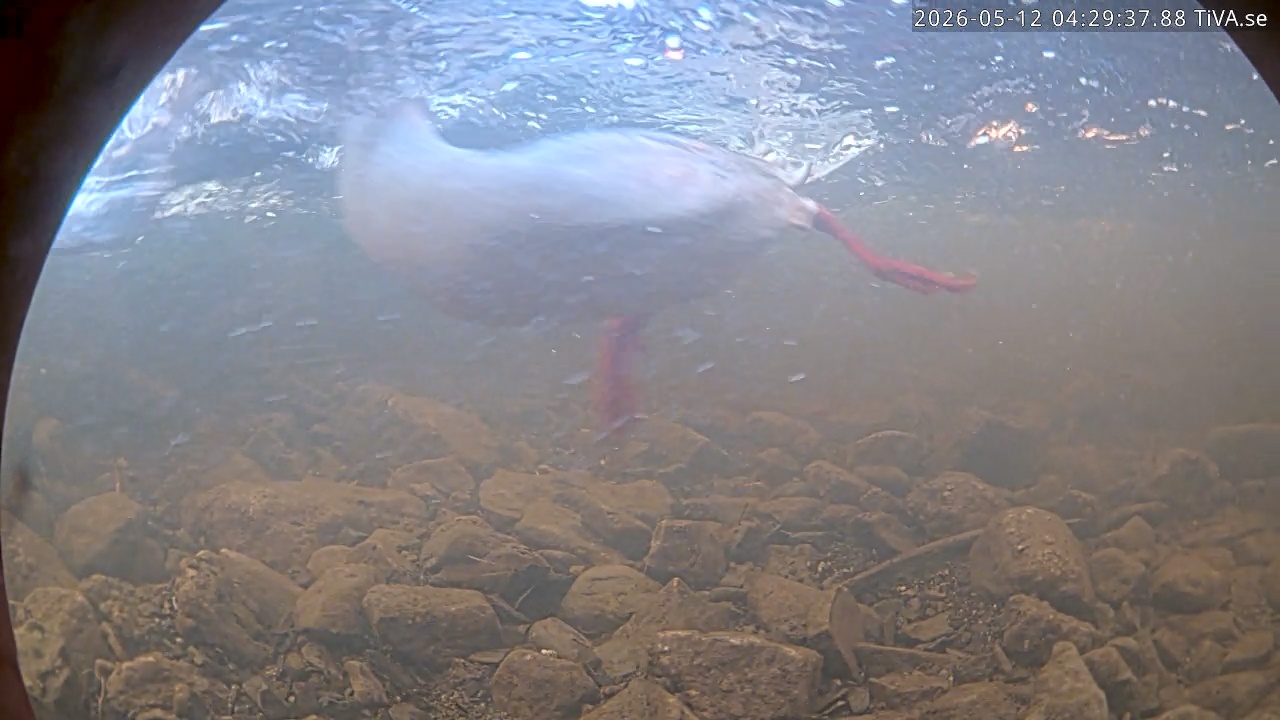 Video 2026-05-12 04:29