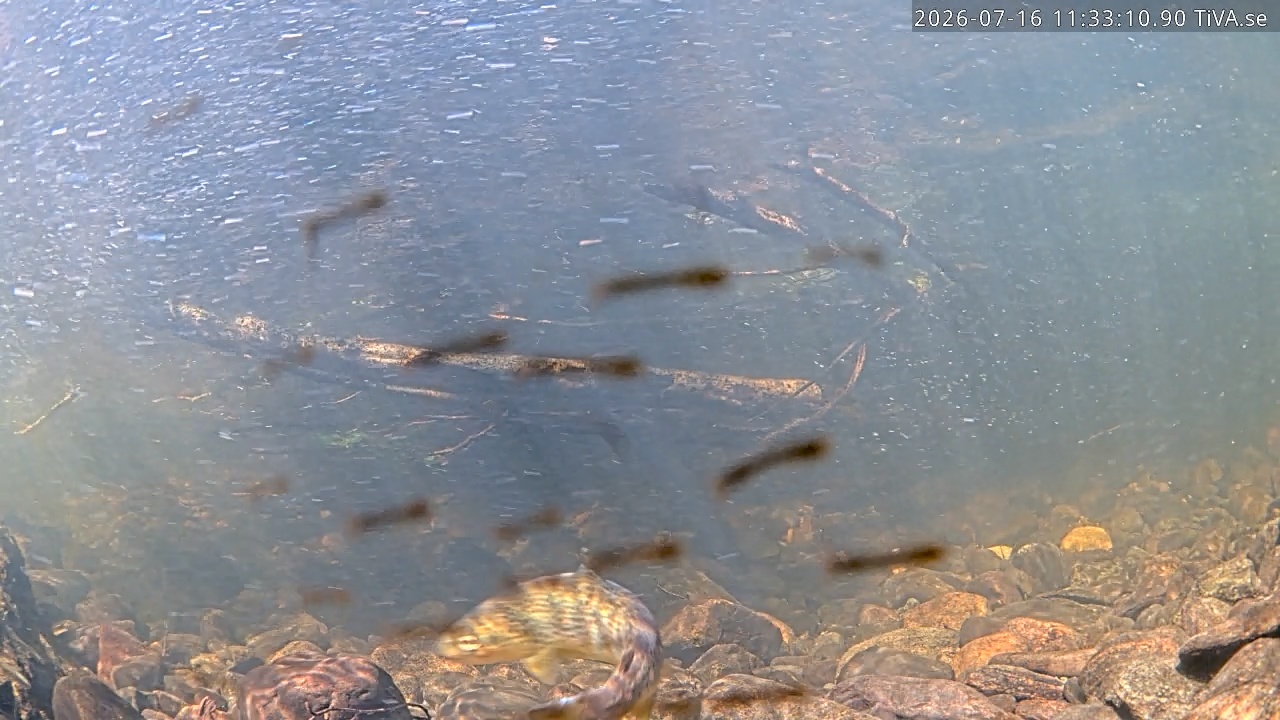 Video 2026-07-16 11:33
