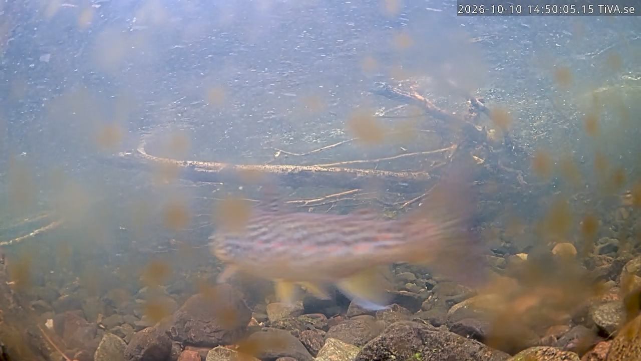 Video 2026-10-10 14:50