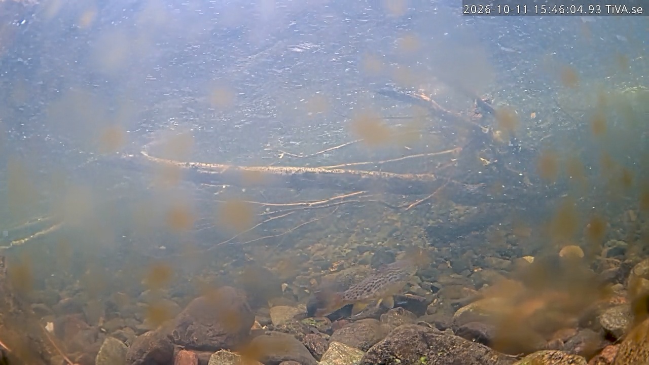 Video 2026-10-11 15:46