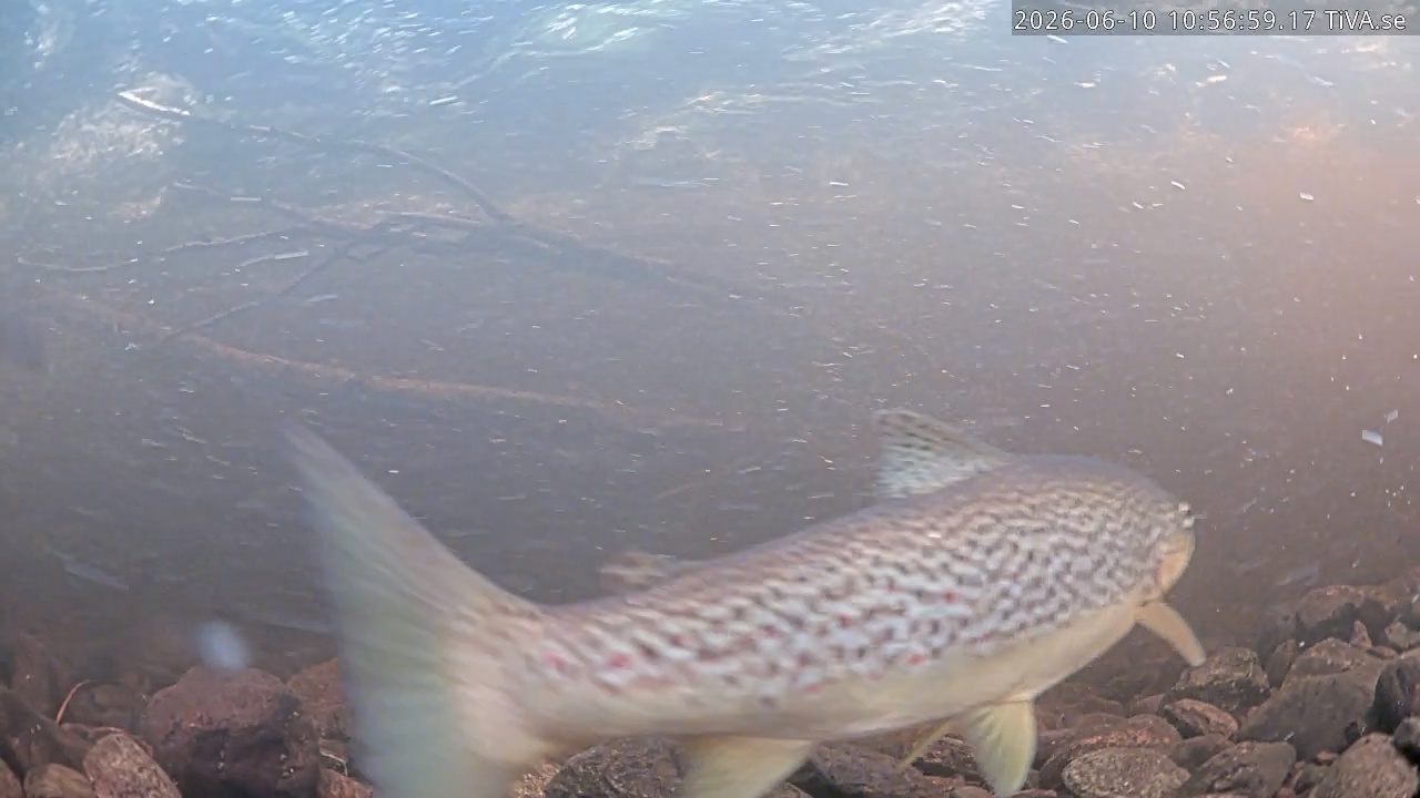 Video 2026-06-10 10:57