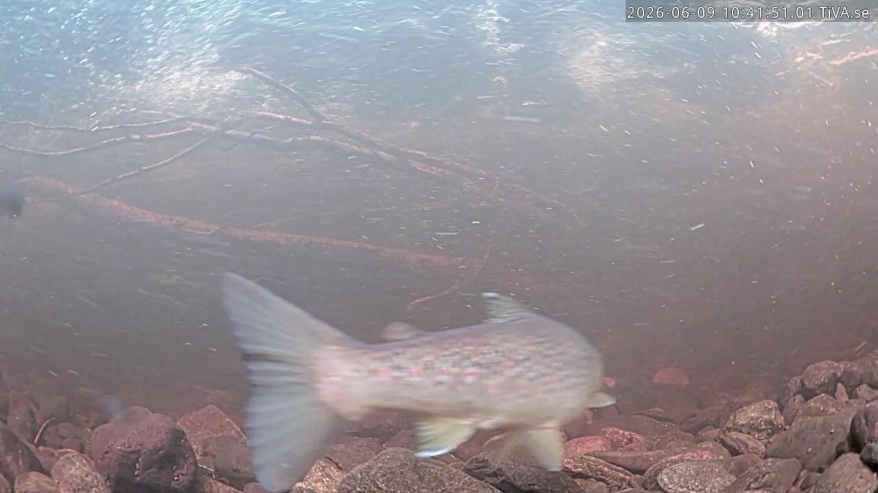 Video 2026-06-09 10:41
