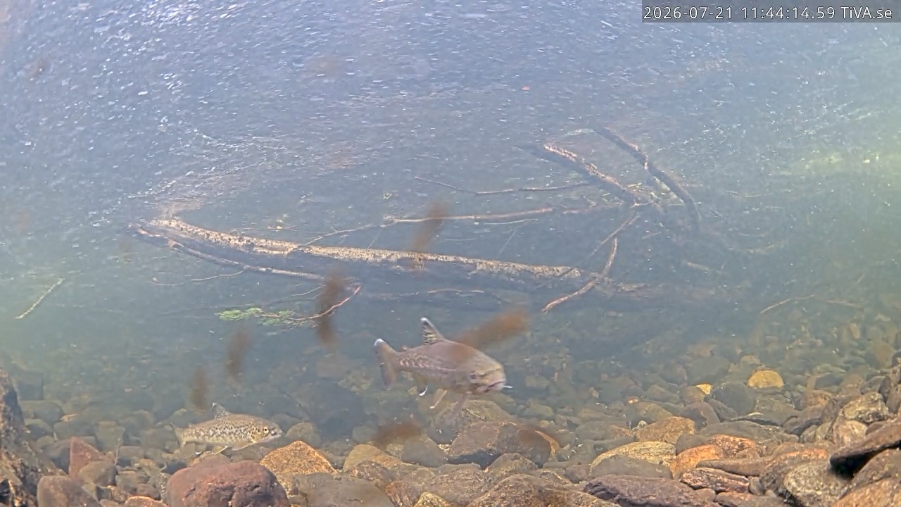 Video 2026-07-21 11:44