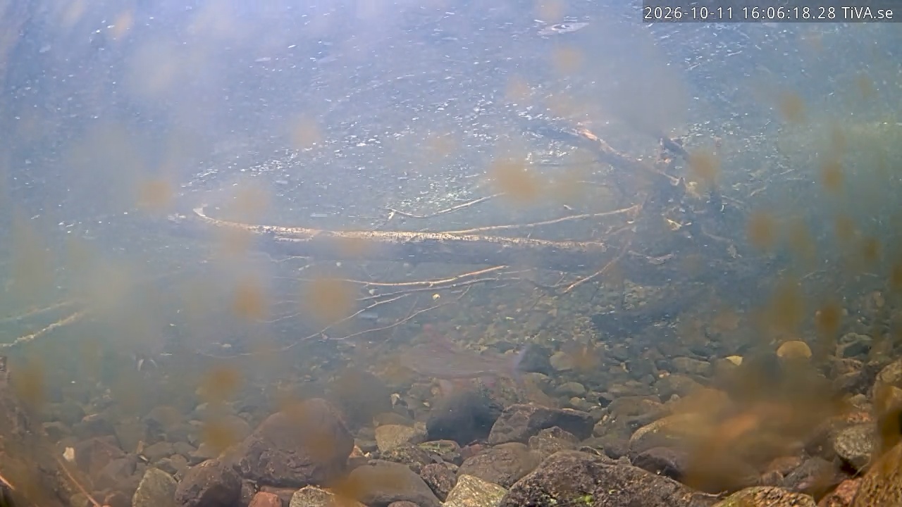 Video 2026-10-11 16:06