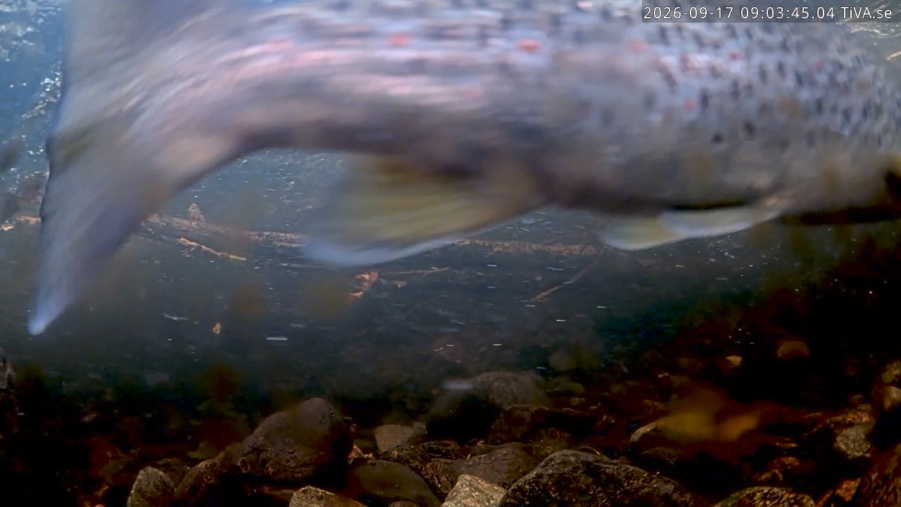 Video 2026-09-17 09:03