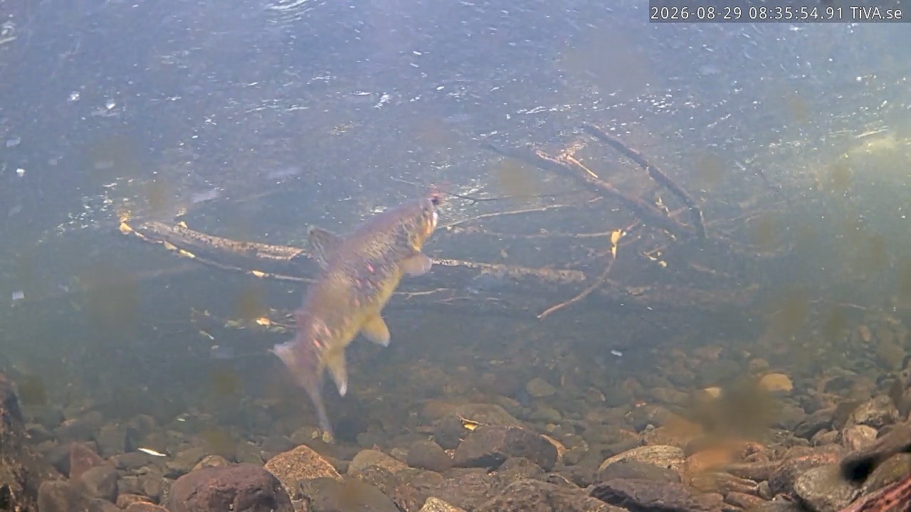 Video 2026-08-29 08:36