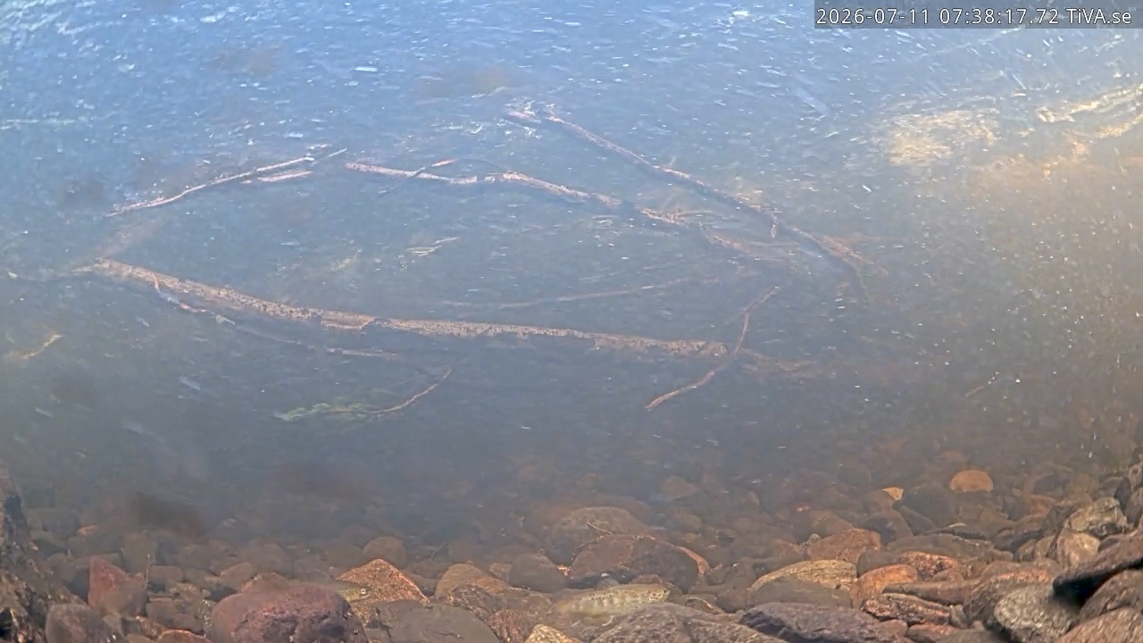 Video 2026-07-11 07:38