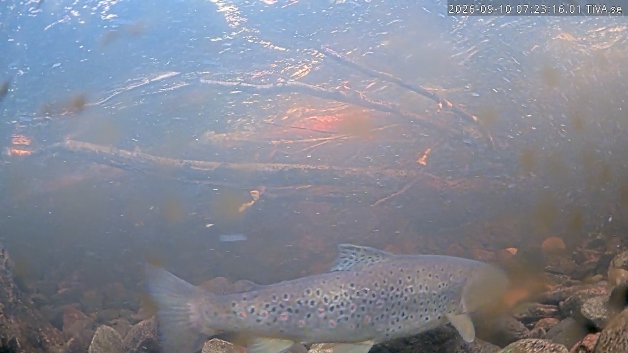 Video 2026-09-10 07:23