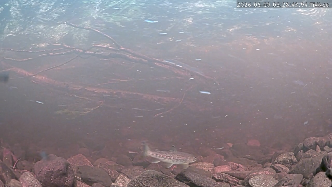 Video 2026-06-09 08:28