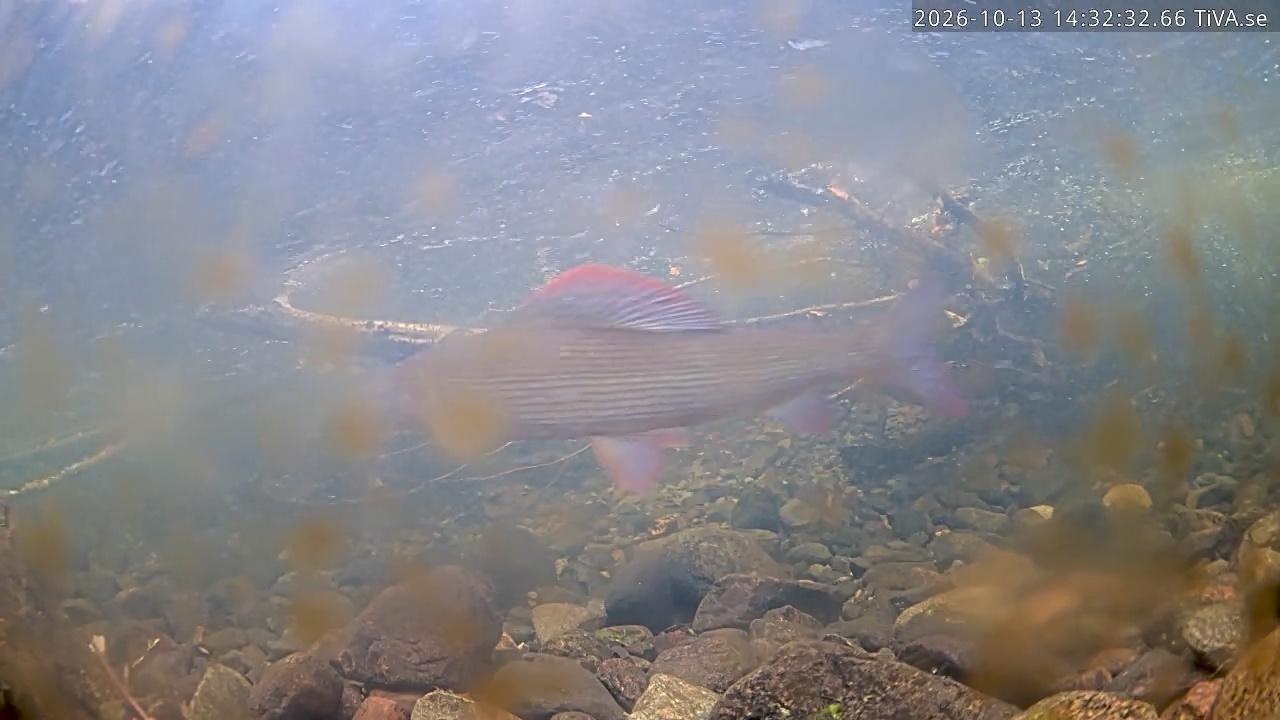 Video 2026-10-13 14:32