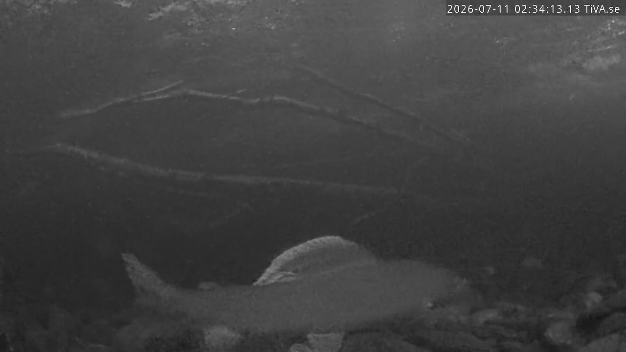 Video 2026-07-11 02:34