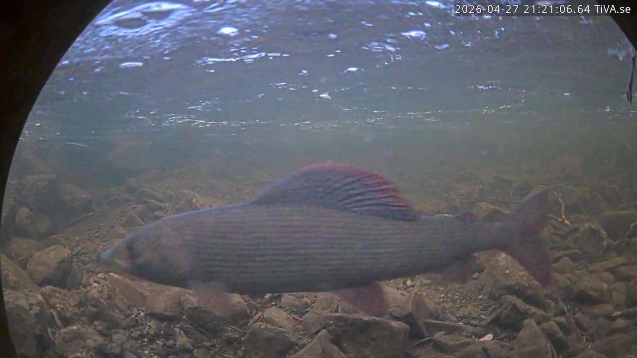 Video 2026-04-27 21:21