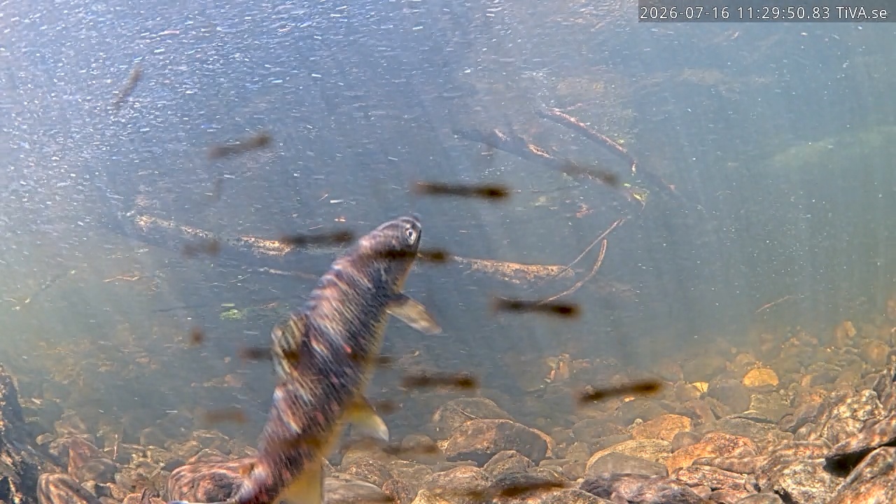 Video 2026-07-16 11:29