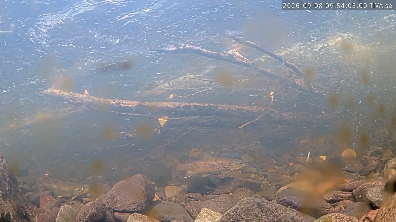 Video 2026-09-08 09:54