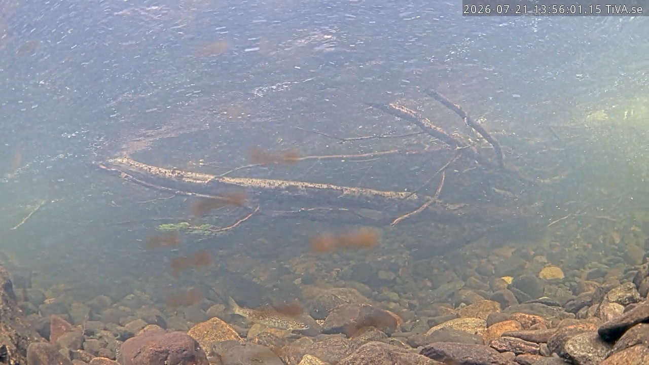 Video 2026-07-21 13:58