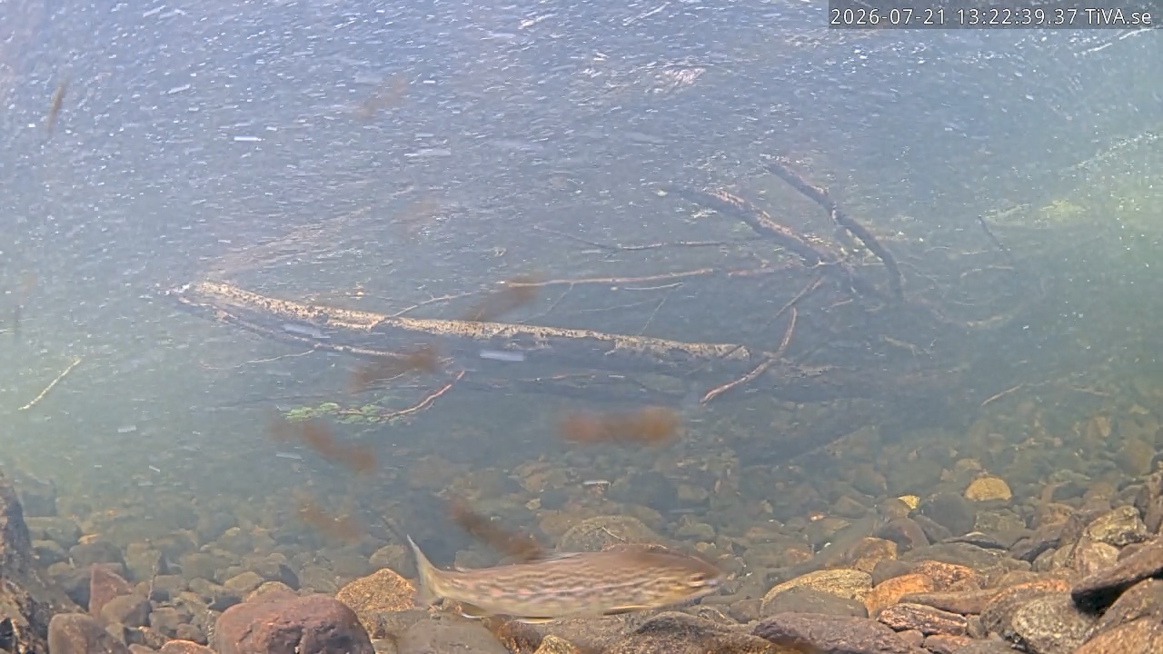Video 2026-07-21 13:22