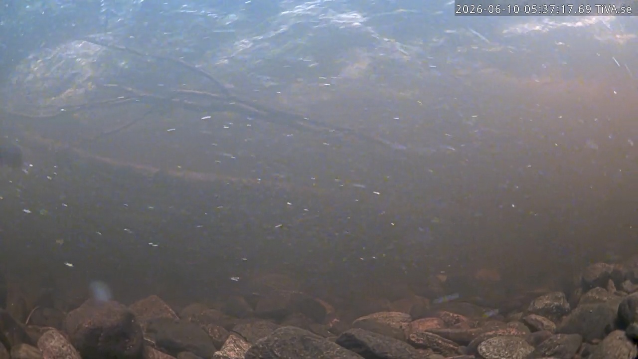Video 2026-06-10 05:37
