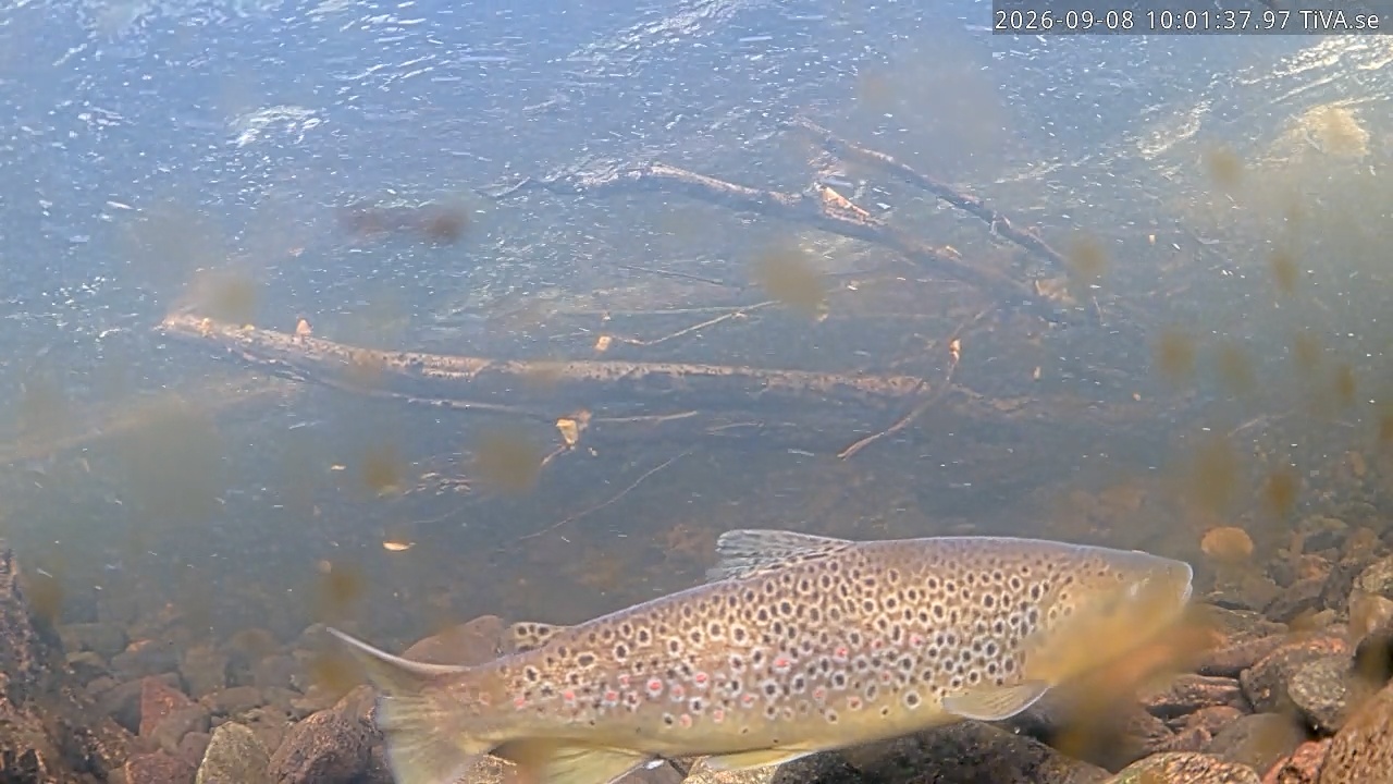 Video 2026-09-08 10:01