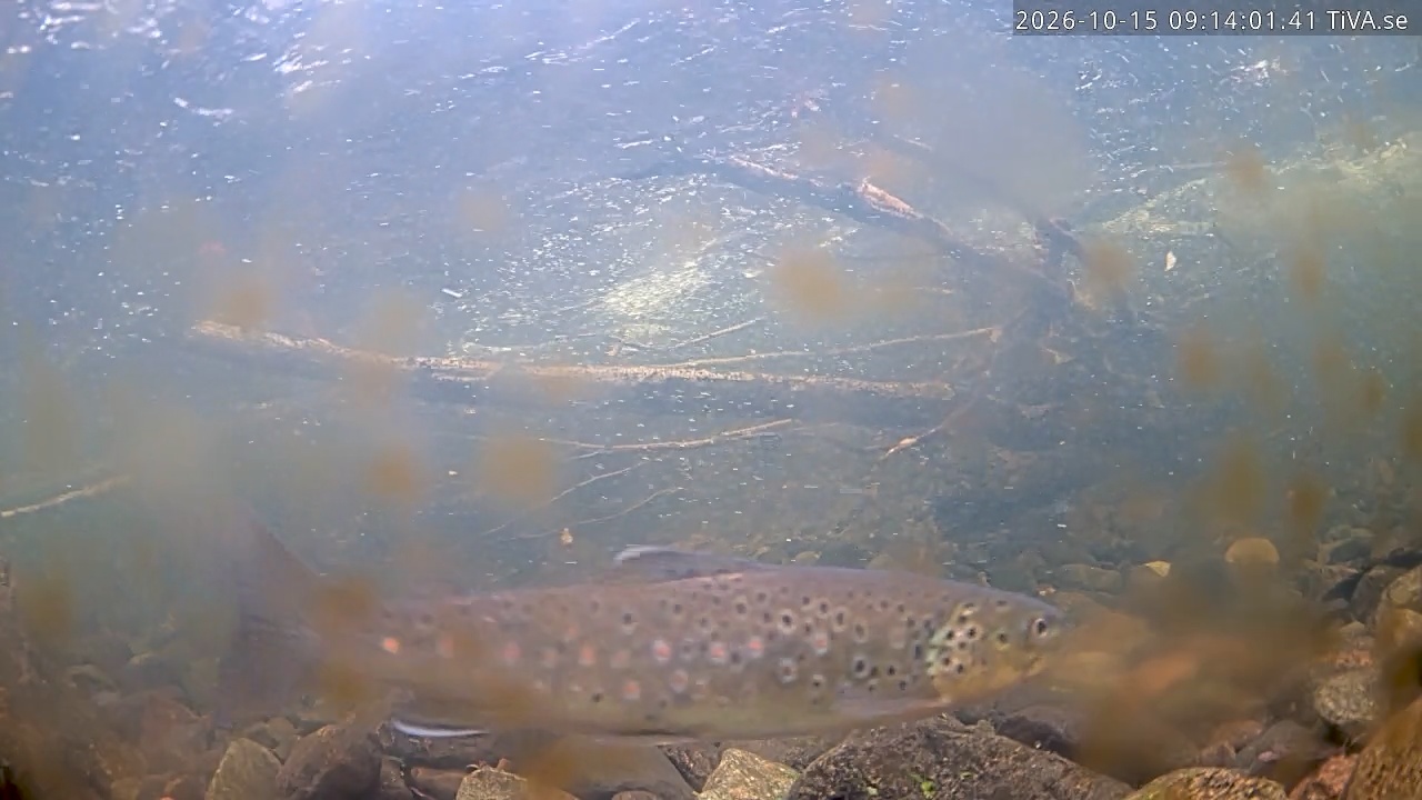 Video 2026-10-15 09:14