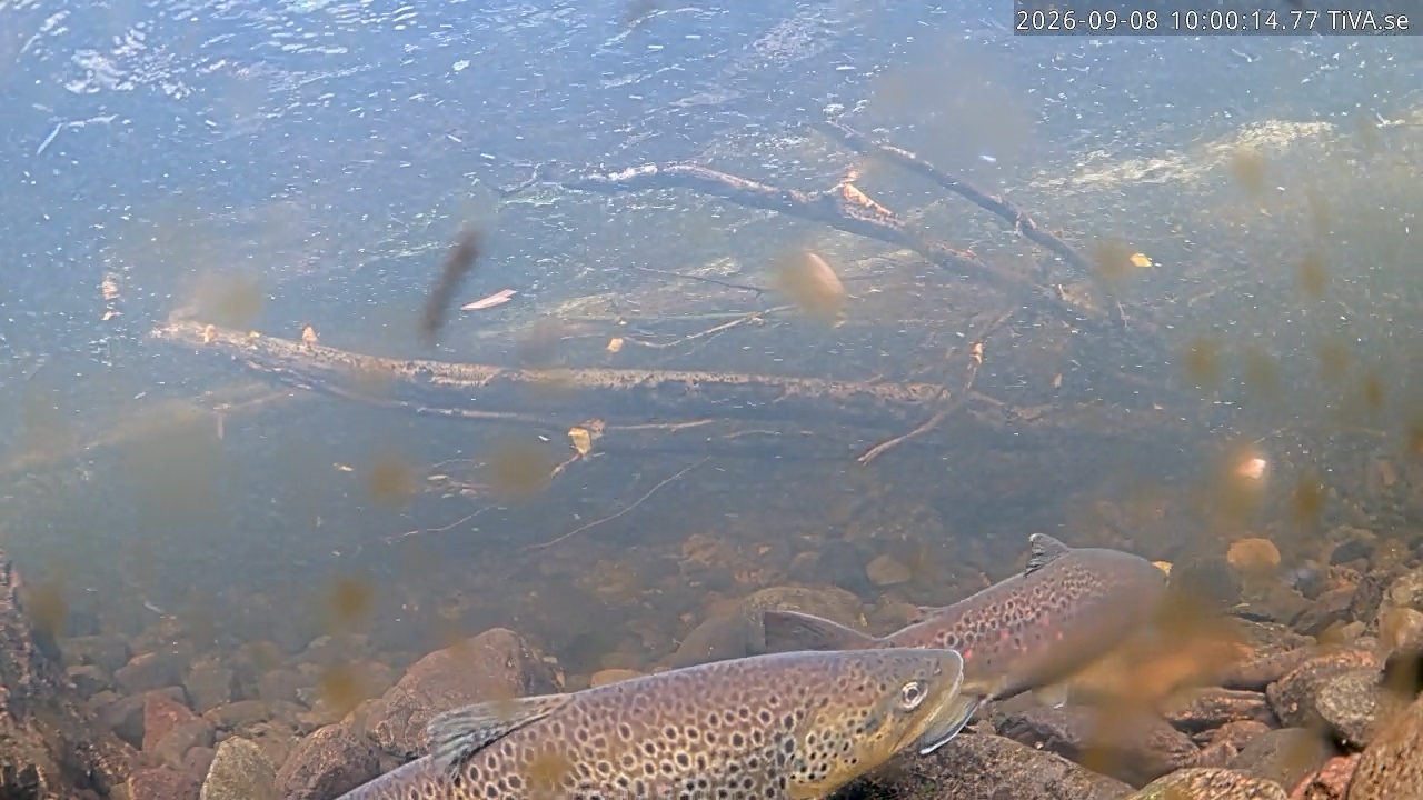 Video 2026-09-08 10:00
