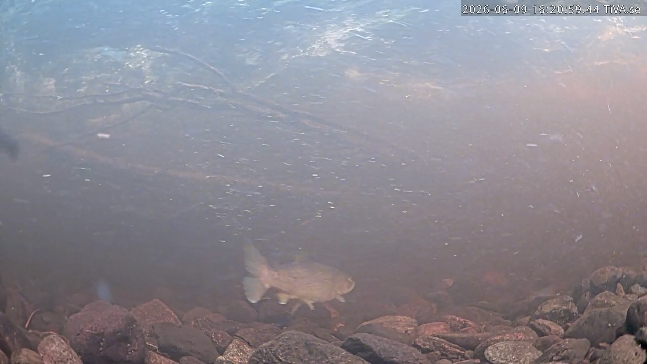 Video 2026-06-09 16:21