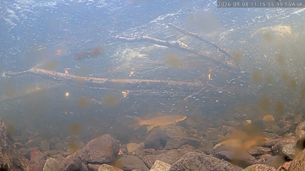 Video 2026-09-08 11:16